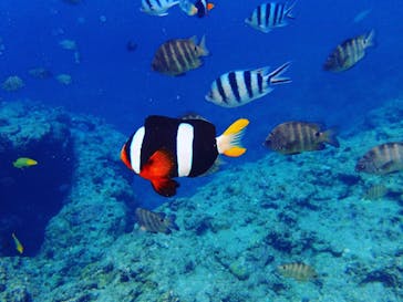 Sea.Mount.Daiv（シーマウントダイブ）に投稿された画像（2019/6/16）