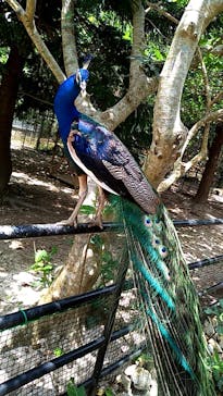 ネオパークオキナワに投稿された画像（2019/6/16）