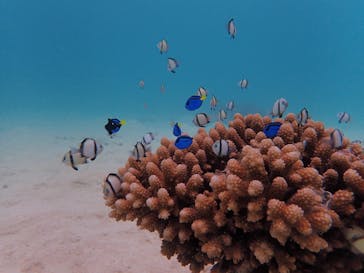 初心者専門店NEOMARINE石垣島に投稿された画像（2019/6/17）