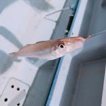 釣り船 進丸に投稿された画像（2019/6/18）