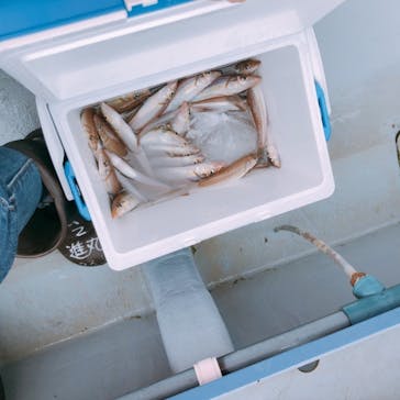 釣り船 進丸に投稿された画像（2019/6/18）