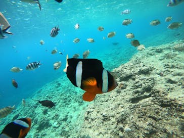 武藤潜水に投稿された画像（2019/6/19）