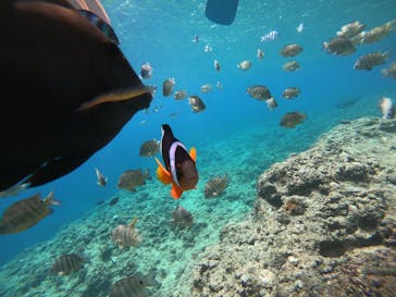 武藤潜水に投稿された画像（2019/6/19）