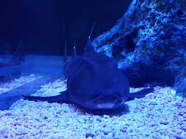 すみだ水族館に投稿された画像（2019/6/19）