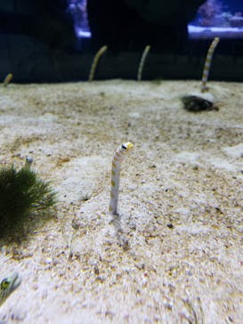 すみだ水族館に投稿された画像（2019/6/19）