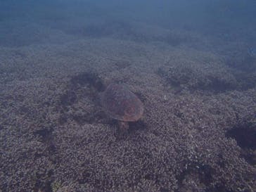 Sea World（シーワールド）に投稿された画像（2019/6/22）