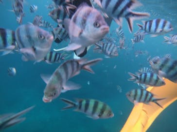 武藤潜水に投稿された画像（2019/6/23）