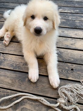 グリランド株式会社に投稿された画像（2019/6/23）