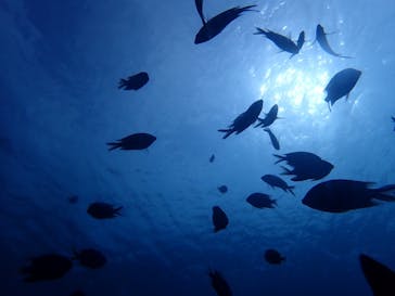 Sea.Mount.Daiv（シーマウントダイブ）に投稿された画像（2019/6/28）