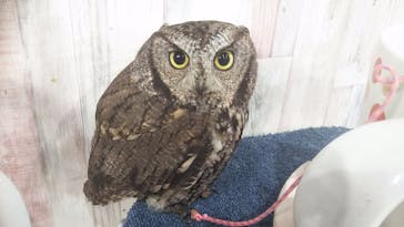 あうるぱーく フクロウカフェ池袋に投稿された画像（2019/6/28）