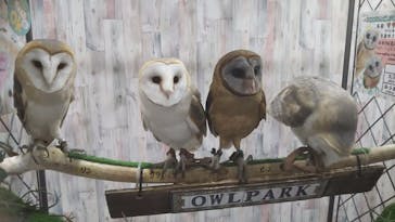 あうるぱーく フクロウカフェ池袋に投稿された画像（2019/6/28）