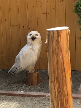 岩手サファリパークに投稿された画像（2019/6/29）