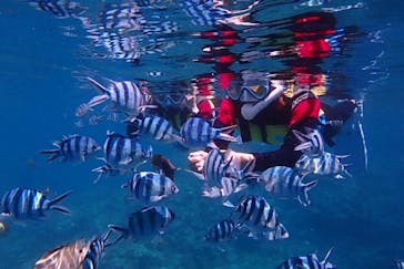 diving&workshop IHANASHI（ダイビングアンドワークショップイハナシ）に投稿された画像（2019/6/30）