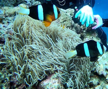 青の洞窟専門店　沖縄ダイビングショップ和に投稿された画像（2019/6/30）