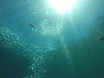 武藤潜水に投稿された画像（2019/6/30）