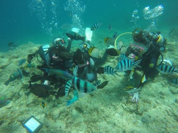 武藤潜水に投稿された画像（2019/6/30）