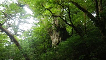 屋久島ガイドクラブに投稿された画像（2019/7/2）