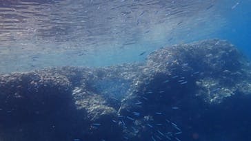 diving&workshop IHANASHI（ダイビングアンドワークショップイハナシ）に投稿された画像（2019/7/2）