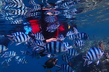 diving&workshop IHANASHI（ダイビングアンドワークショップイハナシ）に投稿された画像（2019/7/2）