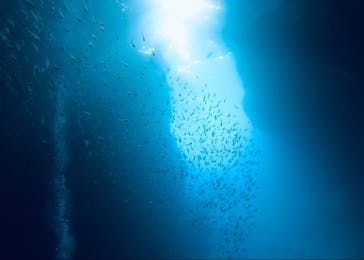 武藤潜水に投稿された画像（2019/7/2）