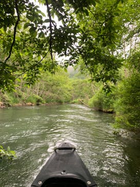 Matatabi（マタタビ）に投稿された画像（2019/7/4）