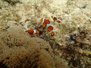 石垣島 ADVENTURE PiPi（イシガキジマアドベンチャーピピ）に投稿された画像（2019/7/4）