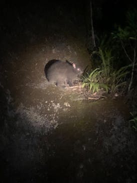 奄美ナイトツアーサービスに投稿された画像（2019/7/5）