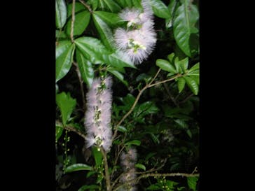 石垣島 ADVENTURE PiPi（イシガキジマアドベンチャーピピ）に投稿された画像（2019/7/5）