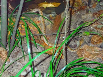 石垣島 ADVENTURE PiPi（イシガキジマアドベンチャーピピ）に投稿された画像（2019/7/6）