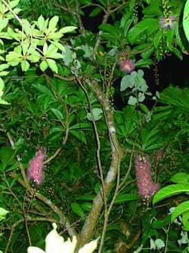 石垣島 ADVENTURE PiPi（イシガキジマアドベンチャーピピ）に投稿された画像（2019/7/6）