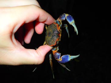 石垣島 ADVENTURE PiPi（イシガキジマアドベンチャーピピ）に投稿された画像（2019/7/6）