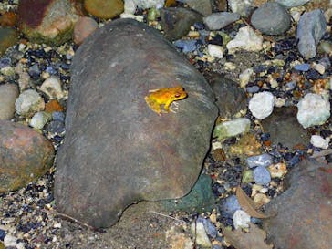 石垣島 ADVENTURE PiPi（イシガキジマアドベンチャーピピ）に投稿された画像（2019/7/6）