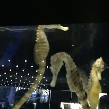 NIFREL（ニフレル）に投稿された画像（2019/7/7）