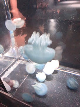 NIFREL（ニフレル）に投稿された画像（2019/7/7）