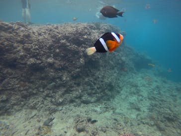 武藤潜水に投稿された画像（2019/7/7）