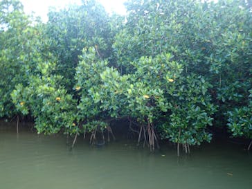 石垣島 ADVENTURE PiPi（イシガキジマアドベンチャーピピ）に投稿された画像（2019/7/8）