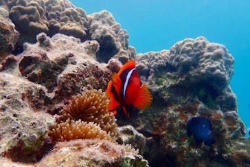 奄美ナイトツアーサービスに投稿された画像（2019/7/8）