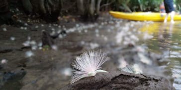 西表島 ADVENTURE PiPi（アドベンチャーピピ）に投稿された画像（2019/7/10）