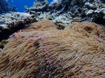 石垣島 ADVENTURE PiPi（イシガキジマアドベンチャーピピ）に投稿された画像（2019/7/12）