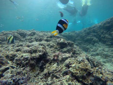 武藤潜水に投稿された画像（2019/7/13）