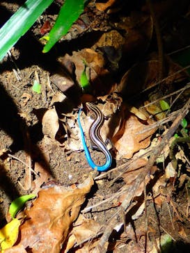 石垣島 ADVENTURE PiPi（イシガキジマアドベンチャーピピ）に投稿された画像（2019/7/13）