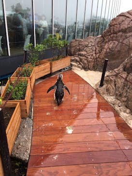 上越市立水族博物館 うみがたりに投稿された画像（2019/7/15）