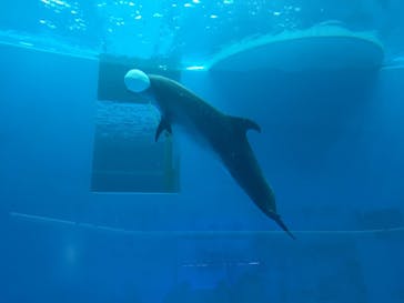 上越市立水族博物館 うみがたりに投稿された画像（2019/7/15）