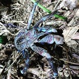 石垣島 ADVENTURE PiPi（イシガキジマアドベンチャーピピ）に投稿された画像（2019/7/20）