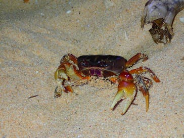 石垣島 ADVENTURE PiPi（イシガキジマアドベンチャーピピ）に投稿された画像（2019/7/19）