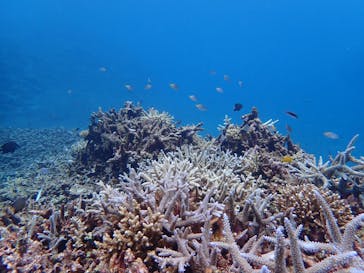 石垣島 ADVENTURE PiPi（イシガキジマアドベンチャーピピ）に投稿された画像（2019/7/22）