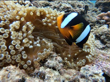 青の洞窟専門店　沖縄ダイビングショップ和に投稿された画像（2019/7/22）