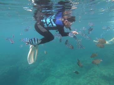 diving&workshop IHANASHI（ダイビングアンドワークショップイハナシ）に投稿された画像（2019/7/23）