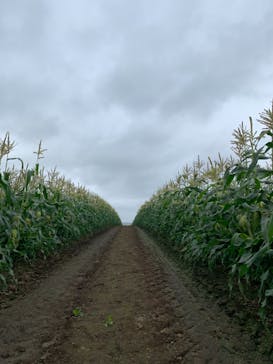 いただきますカンパニーに投稿された画像（2019/7/23）