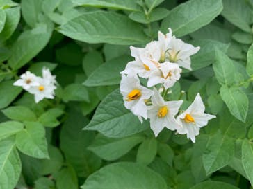 いただきますカンパニーに投稿された画像（2019/7/23）